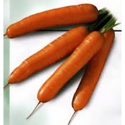 Морковь, капкста, свекла, лук оптом от производителя.
