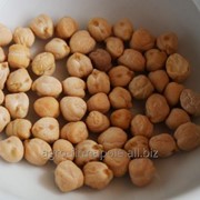 Семена нута Приво 1 и Волгоградский 10 (Cicer arietinum L) фотография
