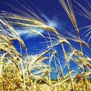 Зерно, зерновые культуры, Пшеница мягкая. фото