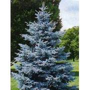 Ель Колючая Picea pungens Maigold рост 40 – 60 фотография