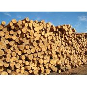 Доска твердых пород древесины от производителя на экспорт фото