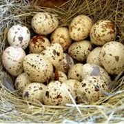 Перепелиное яйцо инкубационное купить Украина, фото