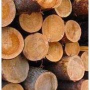 Обрезные необрезные деревянные доски брус экспорт фото
