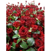 Розы Red Naomi фото