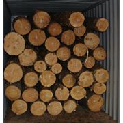 Тонкомер (Pinus Sylvestris) на Экспорт от производителя купить в Украине цена фото
