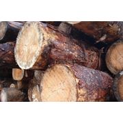Продаем круглые сосновые дрова фото