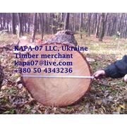 Древесина сырье древесное (экспорт) фото