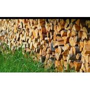 Дрова дровы куплю дрова дрова березовые древесное сырье дрова колотые дрова березовые колотые дрова колотые цена продам дрова колотые дрова березовые колотые с доставкой дрова березовые. фото