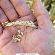 Семена пшеницы Пшеница озимая Антоновка и Богдана