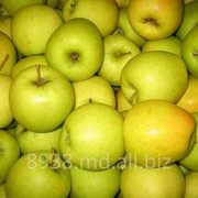 Яблоки зимние на экспорт фото