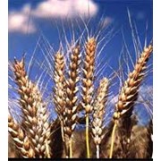 Пшеница озимая Актер фото