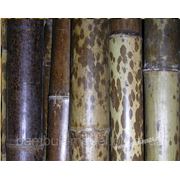 Ствол бамбука-К (леопардовый) 5-6см длина 3м фотография
