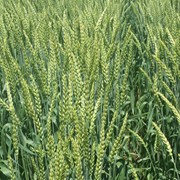 Купить Зерновые В Ставропольском Крае