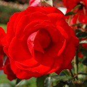 Роза парковая Ред Бриллиант (Red Brilliant)