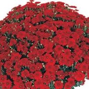 Хризантема шарова опт. цветы для клумбы фото