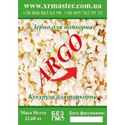 Кукуруза для попкорна ARGO фото