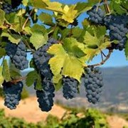 Сорт винограда Мерло фотография