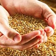 Отгрузка зерновых и масличных культур