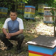 Мед пчелиный фото
