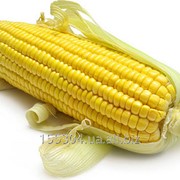Инокулянт для кукурузы BInoc® (Кукуруза) фото