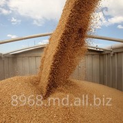Пшеница первого класса фотография