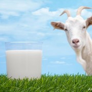 Молоко козъе фото