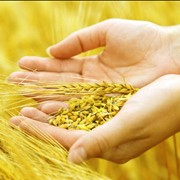 Крупа пшеничная арнаутка купить у производителя в ОДУССЕ фото