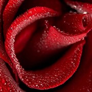 Красные розы оптом из Эквадора, red roose, Агринаг