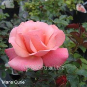 Роза Marie Curie фото