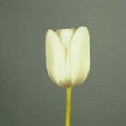 Срезанный цветок Тюльпан White Dream