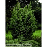 Можжевельник китайский Juniperus chinensis