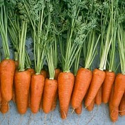Семена моркови Каротель фото