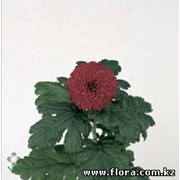 Хризантема Kiev (crvena) фото