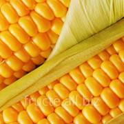Кукуруза посевная фото