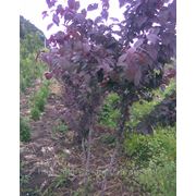 Алича червонолиста, Prunus cerasifera var. pissardii