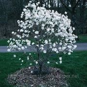 Магнолия звездчатая 'Роял Стар' Magnolia stellata 'Royal Star' фото