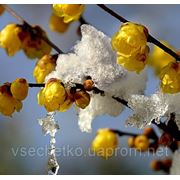 Ледяной цветок Химонант