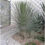 Юкка сизая (Yucca glauca, 3 л) фото
