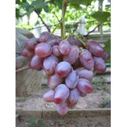 Саженцы винограда Граф Монте Кристо