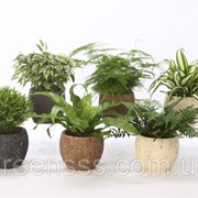 Комнатные растения микс -- Indoor plants mixed фото