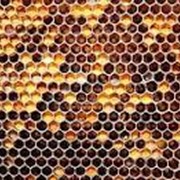 Перга, Продукция пчеловодства фото