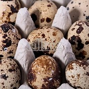 Яйца перепелиные инкубационные фотография