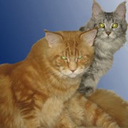 Кошки фото