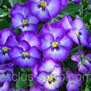 Фиалка отдушка-10 мл фото