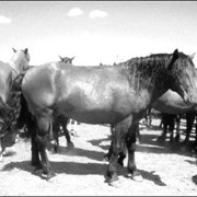 Племенные лошади типа джабе фото