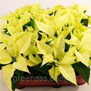 Пуансеттия (молочай) Крисмас Филингс белая -- Euphorbia Christmas Feelings White