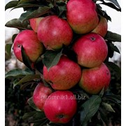 Колонновидная яблоня Пьедестал ЗКС фото