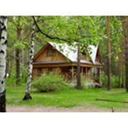 Отдых в сосновом лесу и на берегу озера (пикник, рыбалка, катание на лодке) фото