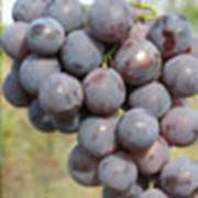 Виноград сорта “Кардинал“ фото