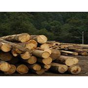 Переработка древесины фото